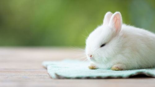 Cute white baby rabbit sitting on cloth. friendship with cute easter bunny.