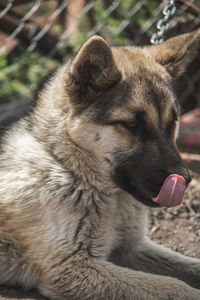 Close-up of dog looking away