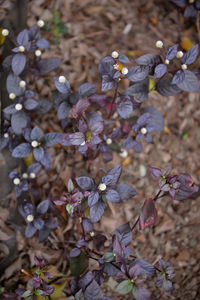 Close-up of flowers