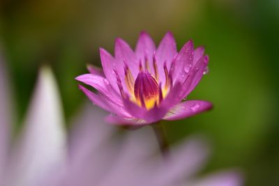 Close-up of pink water lily