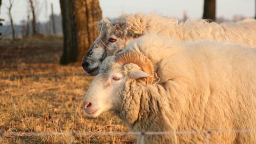 Close-up of sheep on field