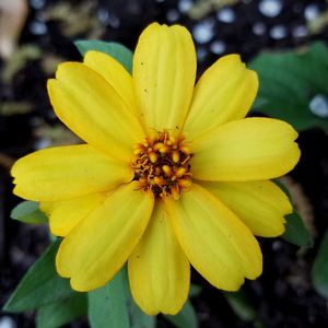 Close-up of yellow flowering plant