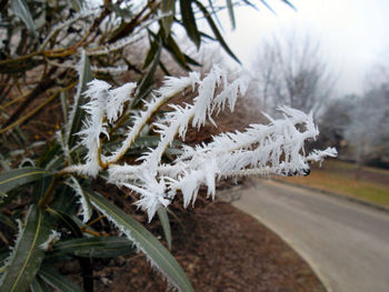 Close-up of frozen tree during winter