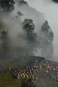 Tents on land in forest during foggy weather