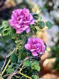 Close-up of pink flowering plant