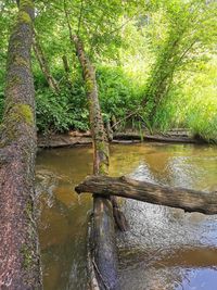Scenic view of stream in forest
