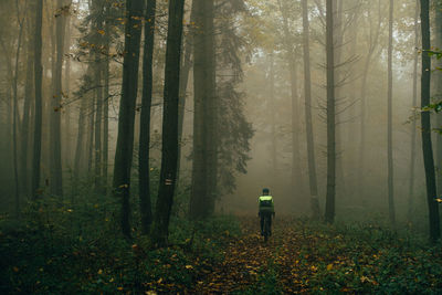 Rear view of man walking in forest