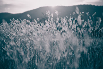 Close-up of plants on field against sky