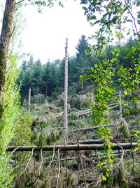 Low angle view of trees against sky
