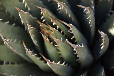 Close-up of cactus plant