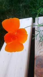 Close-up of orange flower