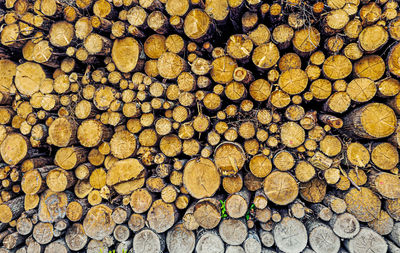 timber