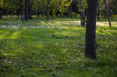 Scenic view of trees in forest