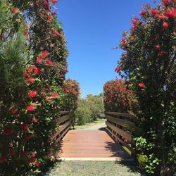 View of flowering plants in garden