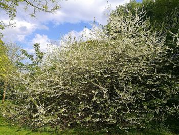 Low angle view of plants against sky