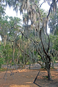 Trees on field