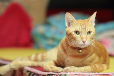 Close-up of cat lying on bed