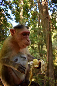 Monkey eating fruit on tree