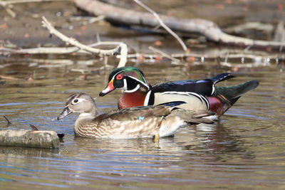 Side view of wood ducks swimming in lake