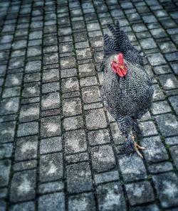 High angle view of rooster