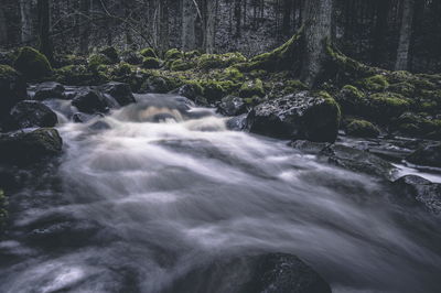 Scenic view of waterfall in forest