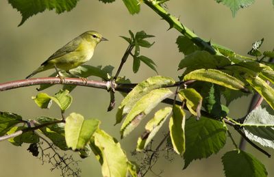 Low angle view of bird perching on tree