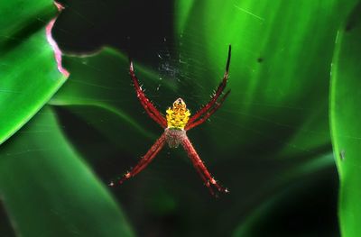 Close-up of spider on web