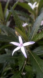 Close-up of purple flowers blooming outdoors