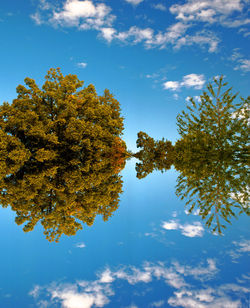 Low angle view of flowering tree against blue sky