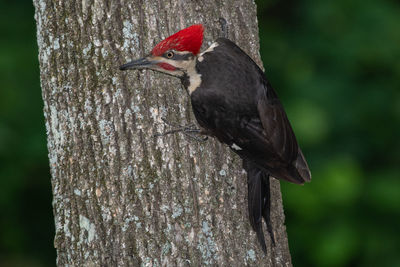 Close-up of bird perching on tree trunk