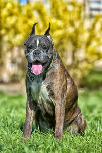 Close-up of a dog