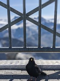 Close-up of pigeon perching on railing