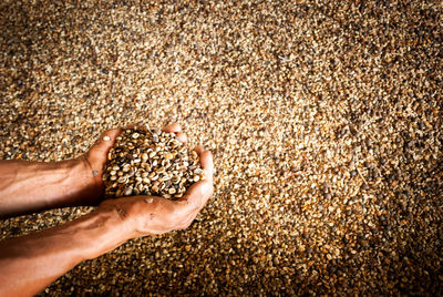 Unroasted coffee beans sample on a a farmer hand over coffee beans background