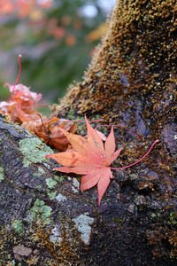 Close-up of maple leaves on tree