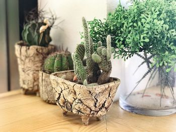 Close-up of plants on table at home