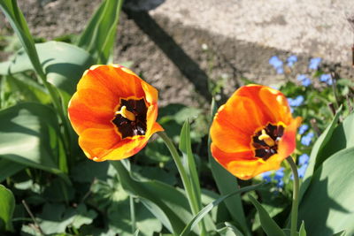 High angle view of orange poppy blooming outdoors