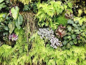 High angle view of fresh green plants