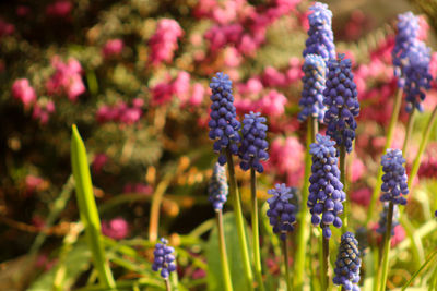 Close-up of purple flowering plants