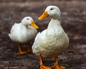 Close-up of duck