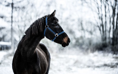 Close-up of a horse on snow field