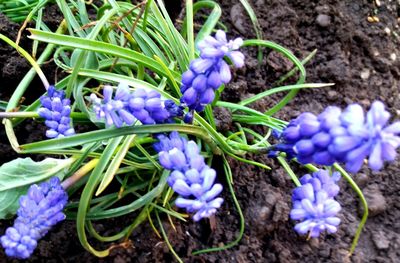 Close-up of purple crocus flowers