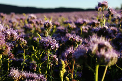 Close-up of purple flowering plants on field during sunset 