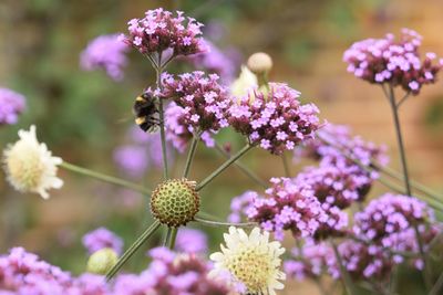 Close-up of bee on purple flowers