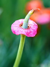 Close-up of purple flower