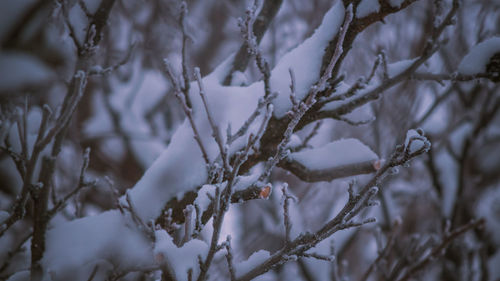Close up shot of icy crystal snow on thin tree branches