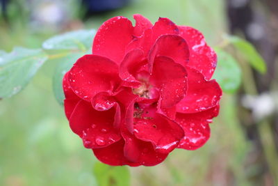 Close-up of wet red rose blooming outdoors