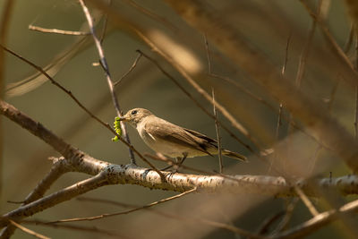 Close-up of bird perching on branch