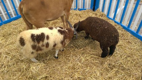 Close-up of sheep