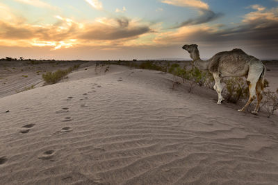 View of horse on beach against sky during sunset