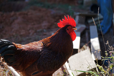 Close-up of rooster